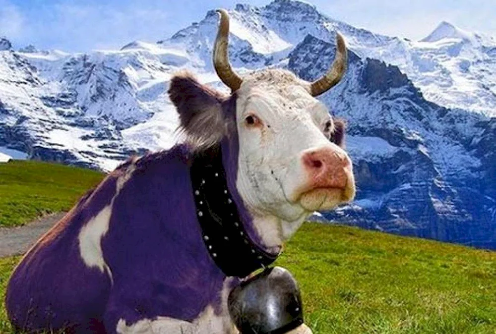Milka cow