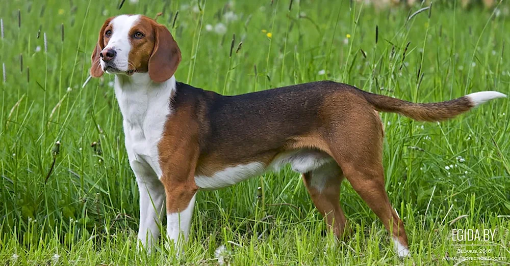 Alpine dachshund