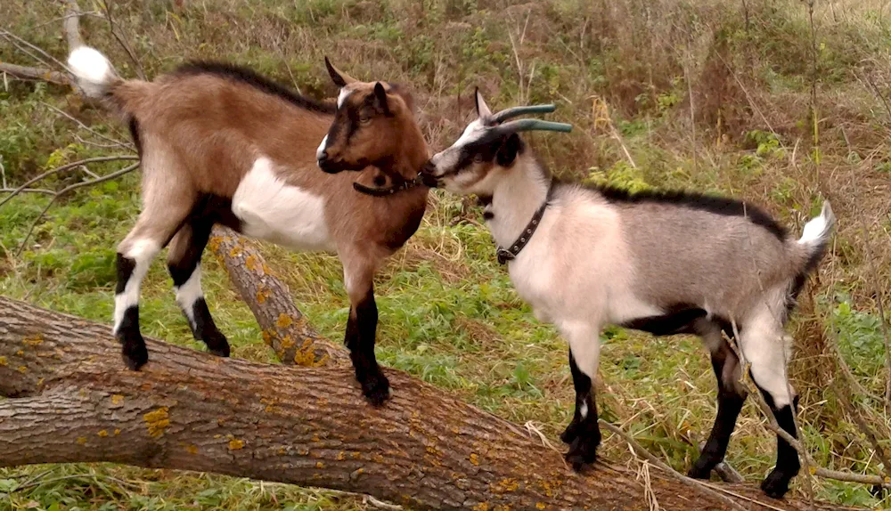 Camorino goats