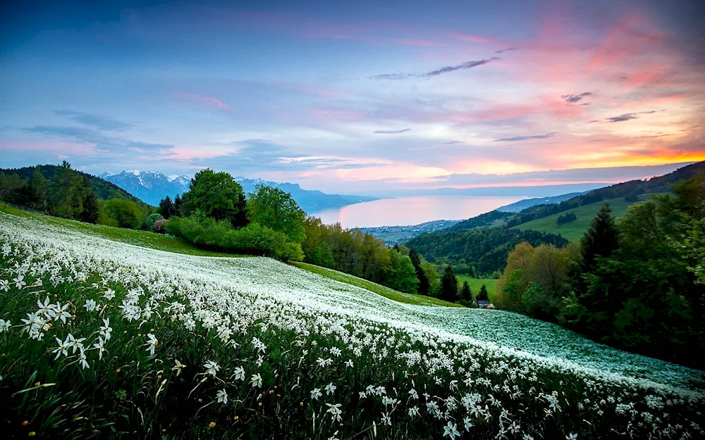 Alpine Meadows of France