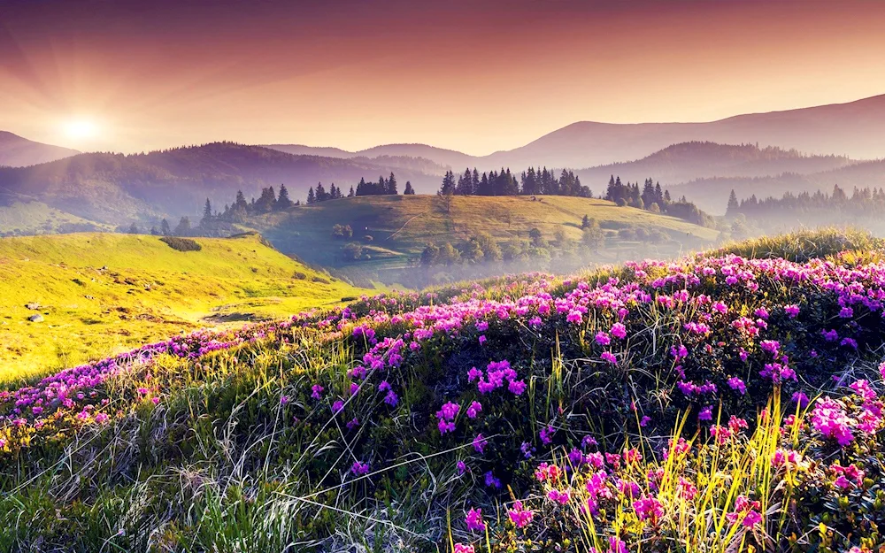 Alpine Meadows of Italy