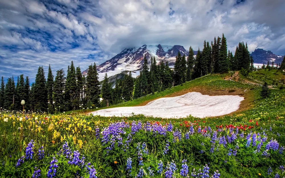 Alpine Meadows New Zealand