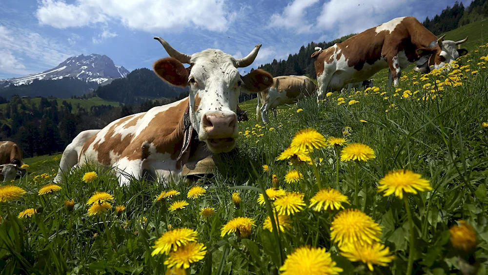 Cows in the field