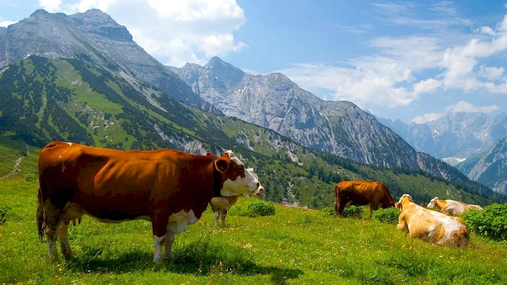 Cows in the meadow