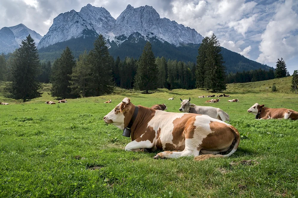 Cows in the meadow