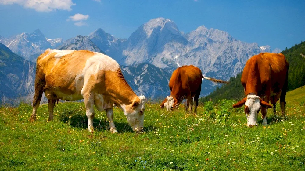 Cows grazing