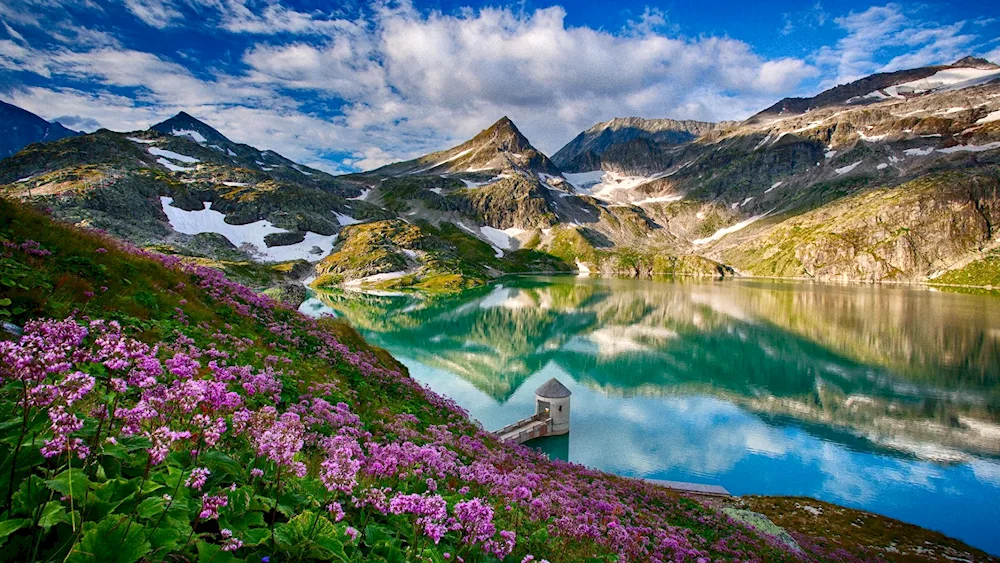 Alpine Meadows of Switzerland