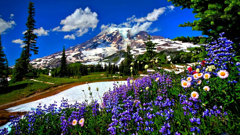 Alpine Meadows of Switzerland
