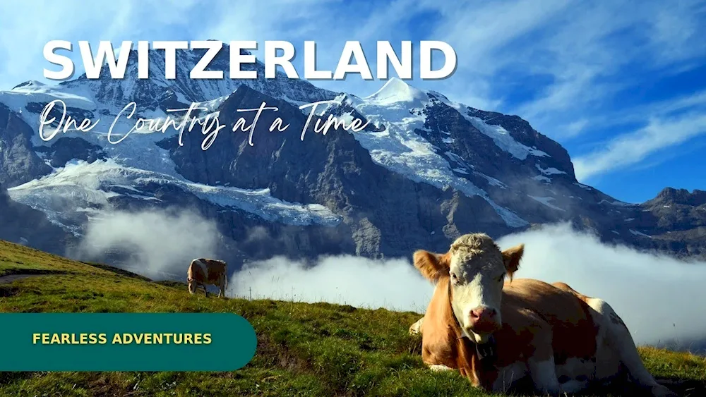 Cows in Switzerland Milka