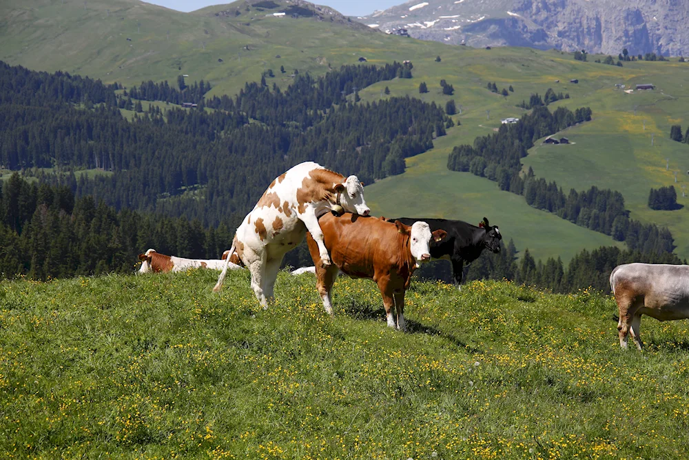 Lawn pastures pastoral agricultural landscape