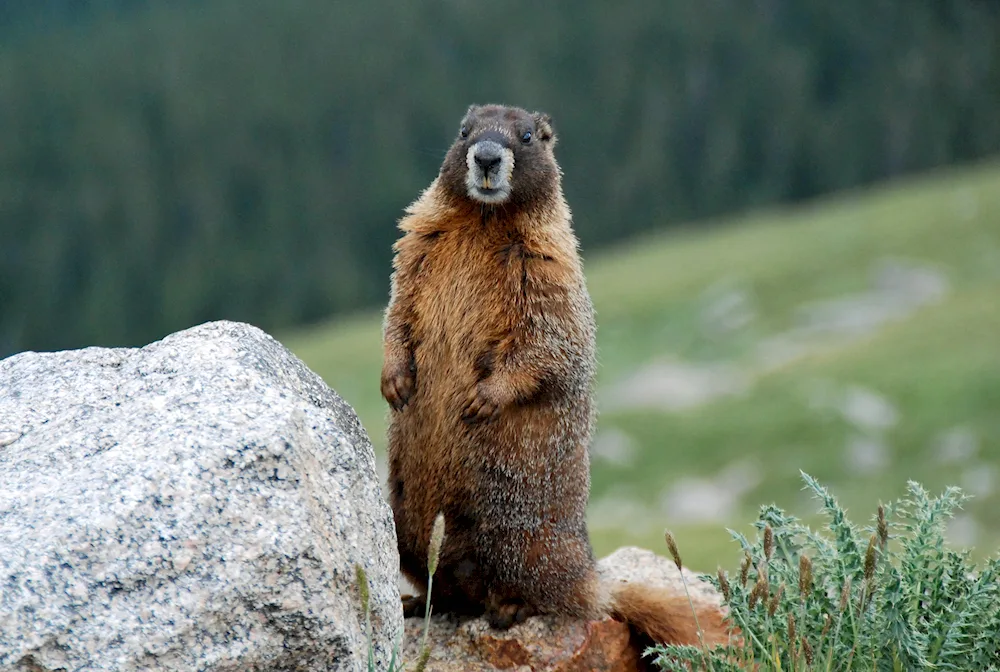 The Marmota Bobak