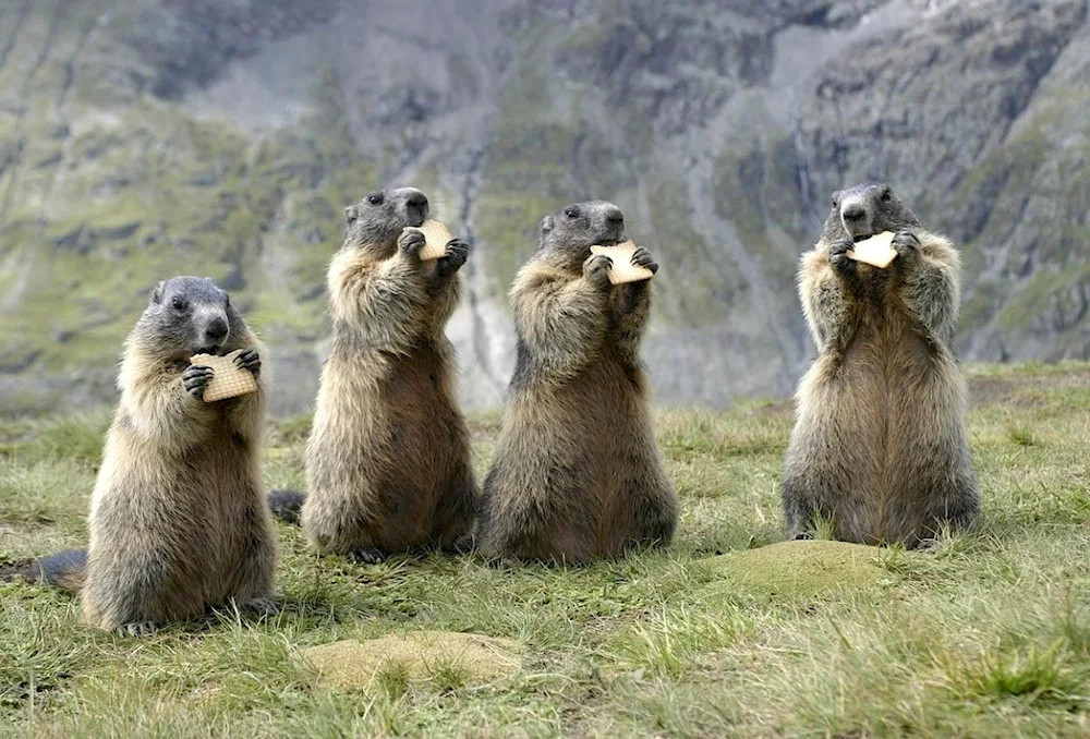 Alpine marmot