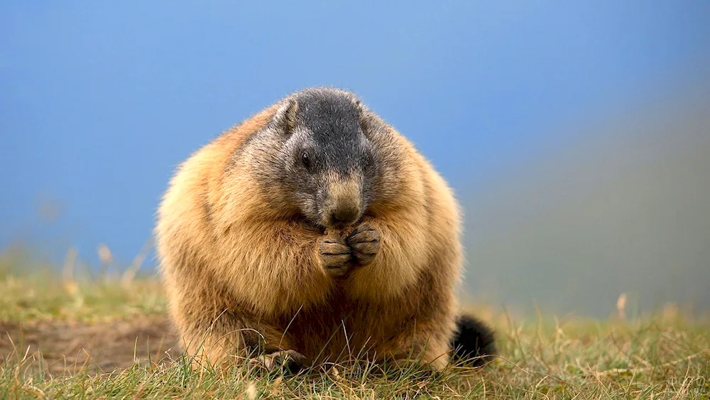 Alpine marmot Marmot marmot