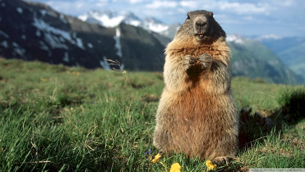 Tarbagan Mongolian marmot