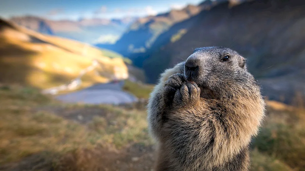 Alpine marmot Marmot