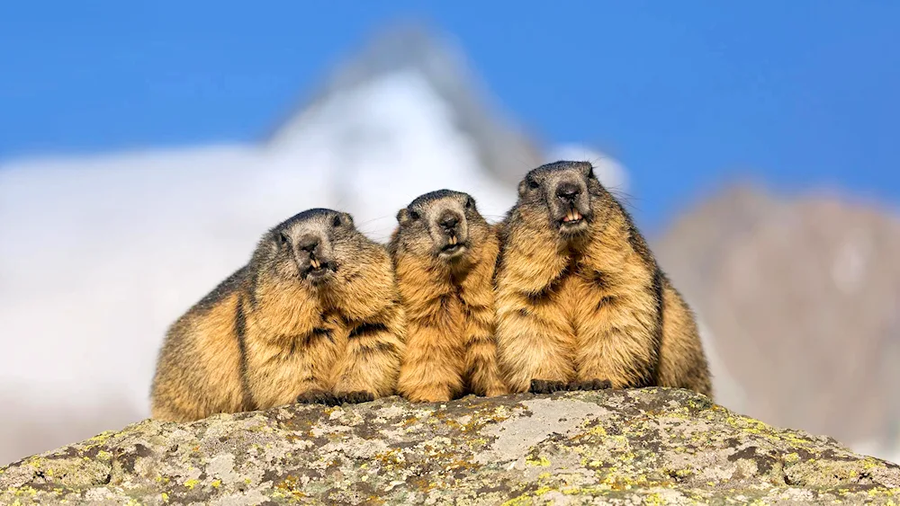 Marmot marmot