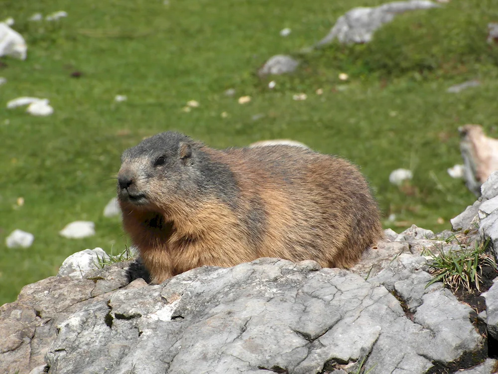 Marmot marmot