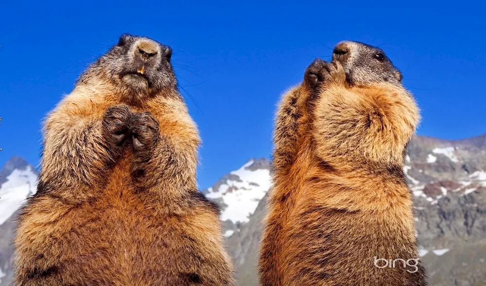 Marmot marmot