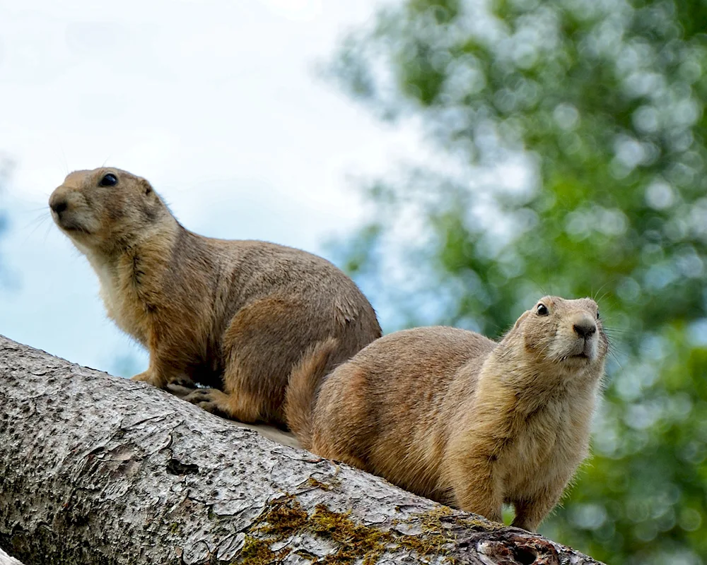 Marmot marmot