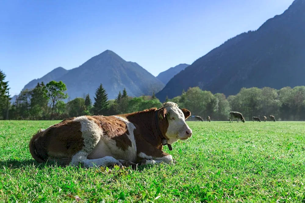 Cow herder