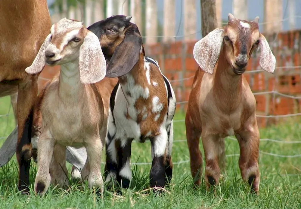 Alpo- Nubian goats