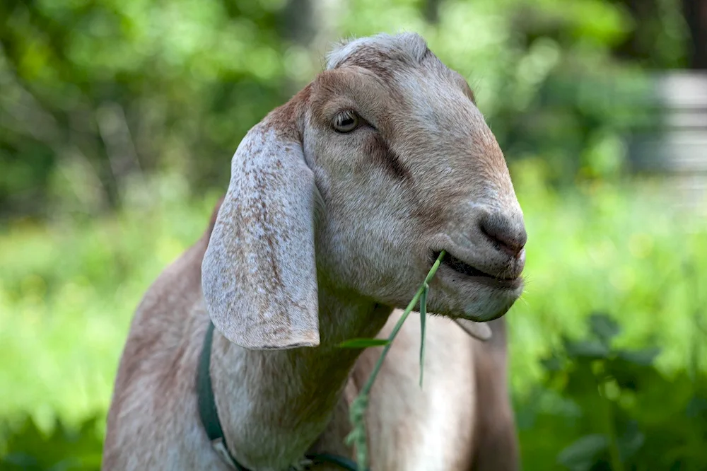 Big-eared goats