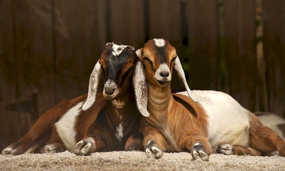 Alpo- Nubian goats