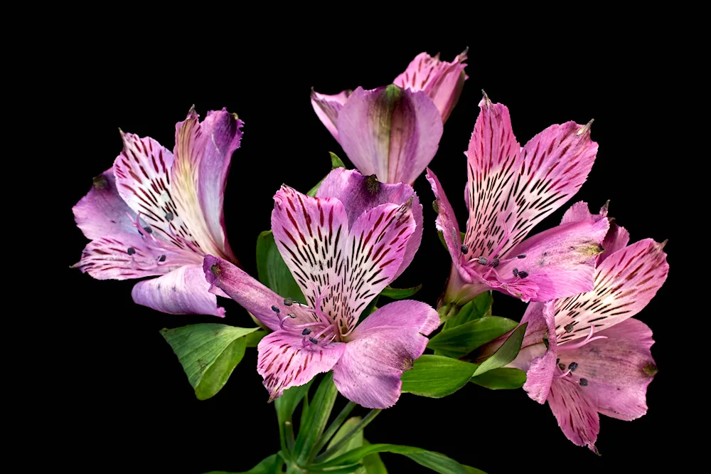 Alstromeria Funza