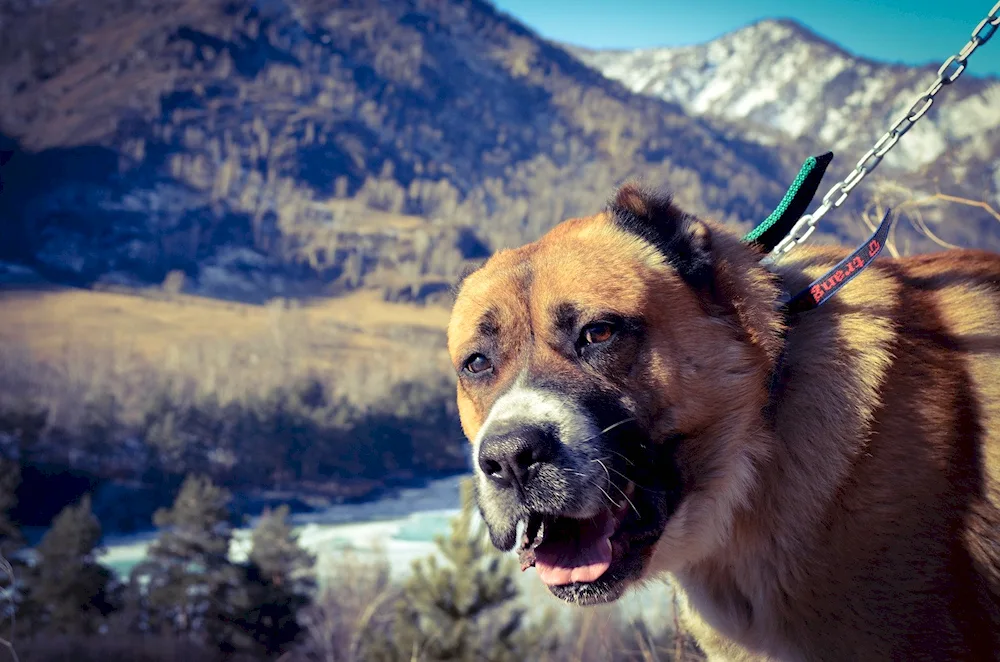 Altai dog breed