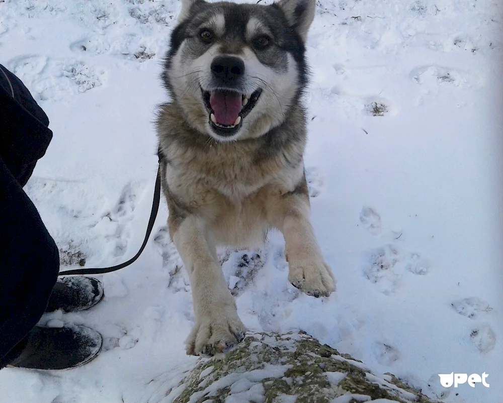 Mountain shepherd husky