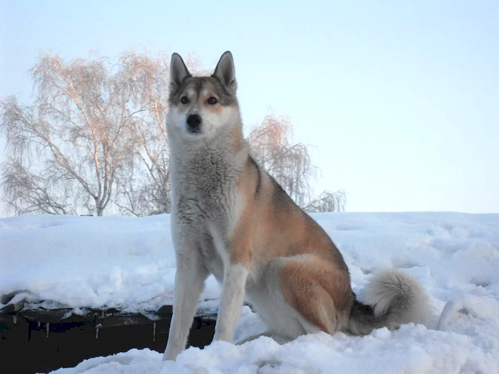 Altai dog breed