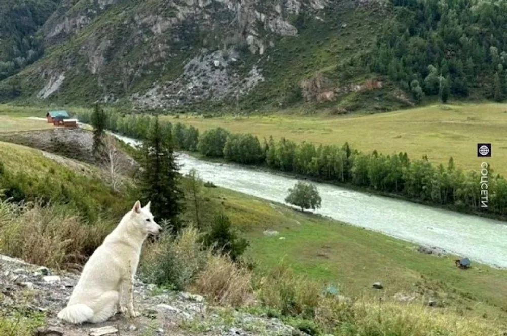 East Siberian husky