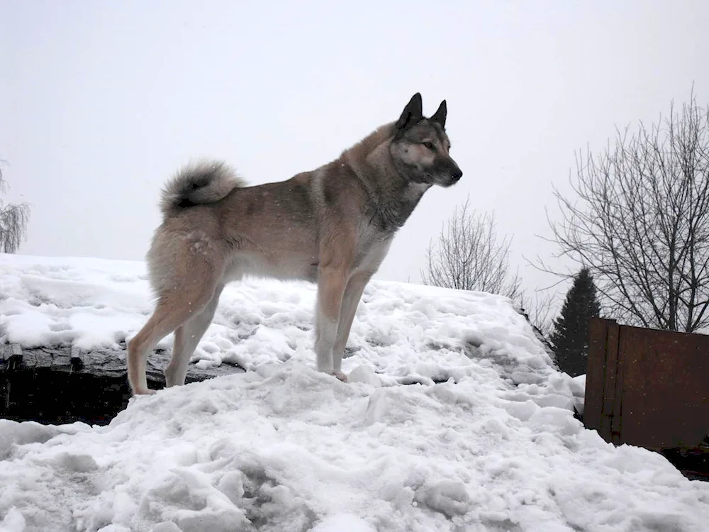 Siberian husky