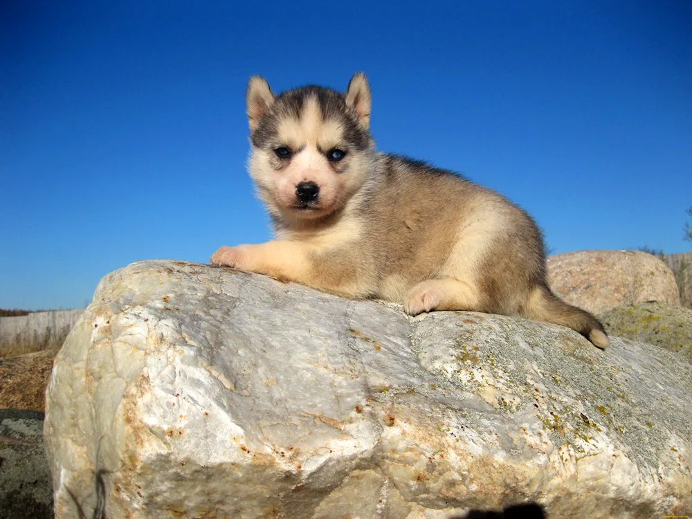 Altaiskan husky