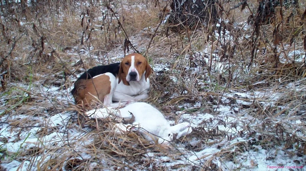 Altaisky hound