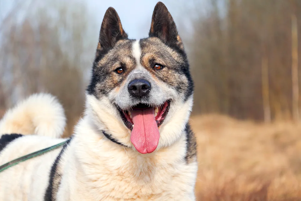 Altai dog