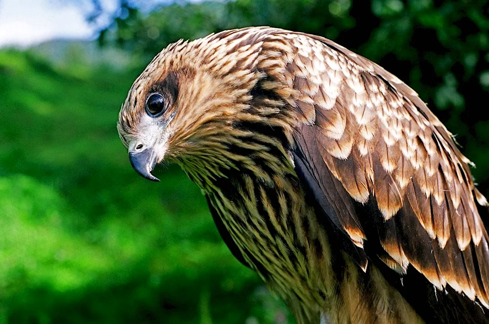 Birds of Altai Krai