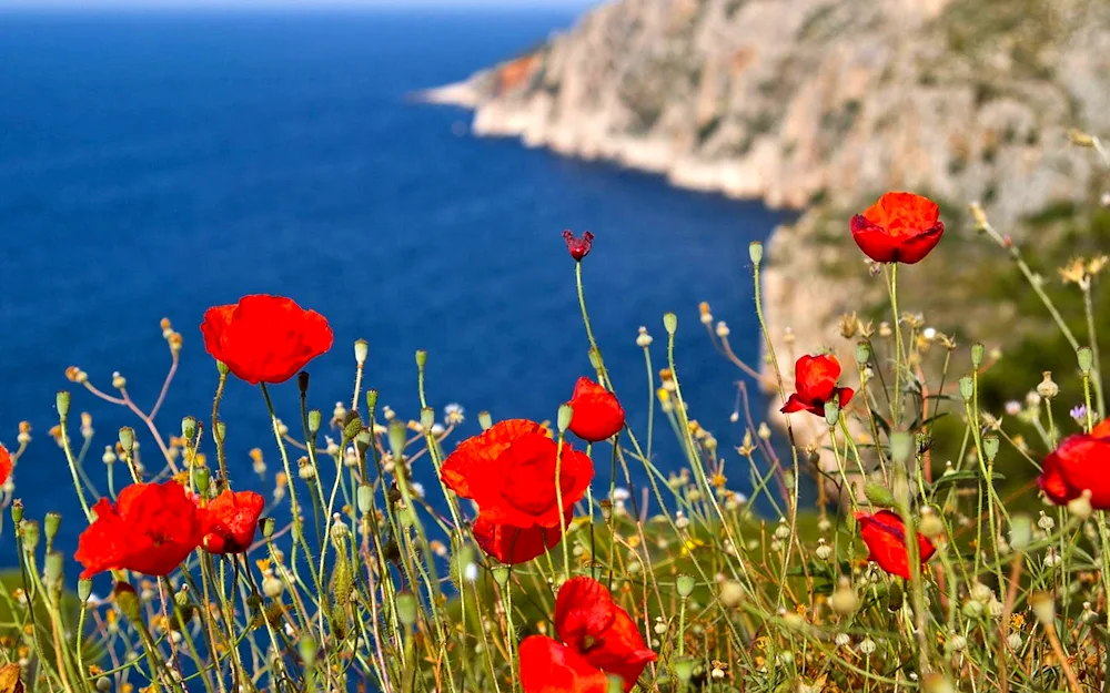 Almond blossom poppies Issyk-Kul. kulya