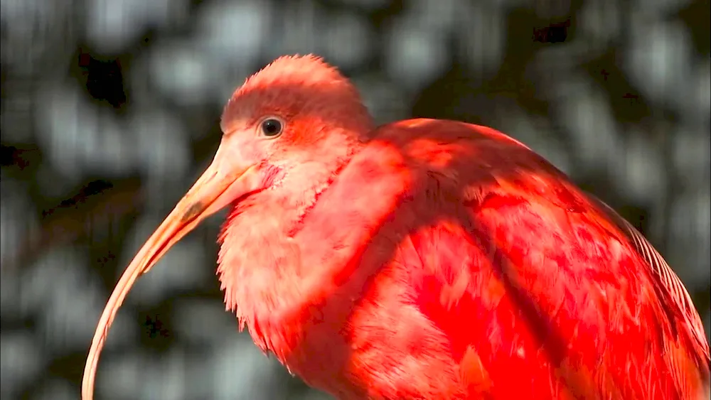 Red Lorikeet Parrot Parrot Parrot Lorikeet Red Parrot Parrot Parrot Virgin Cardinal Parrot. Ara