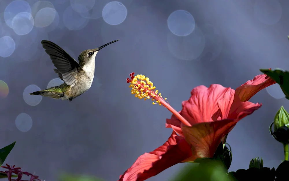 Japanese White-eyed Hummingbird