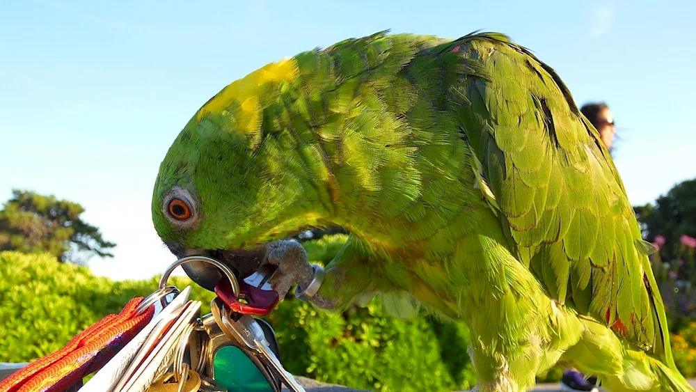 Cockatoo