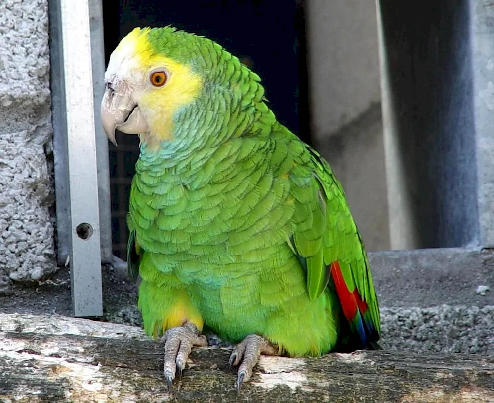 Pinto wavy parrot