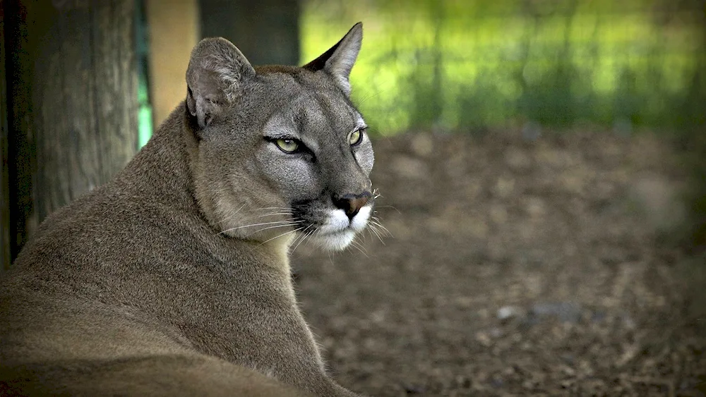 Amazonian Puma