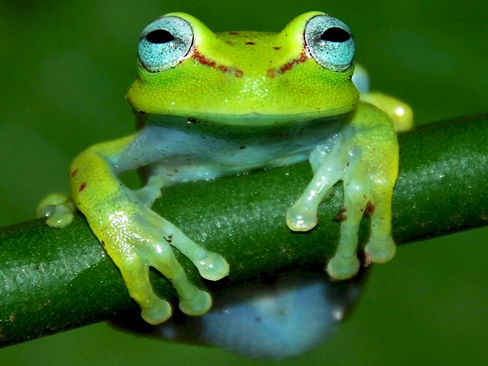 A wallpaper with frogs