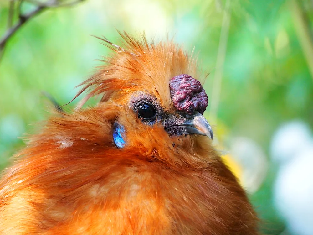 Red Chaffinch Cardinal