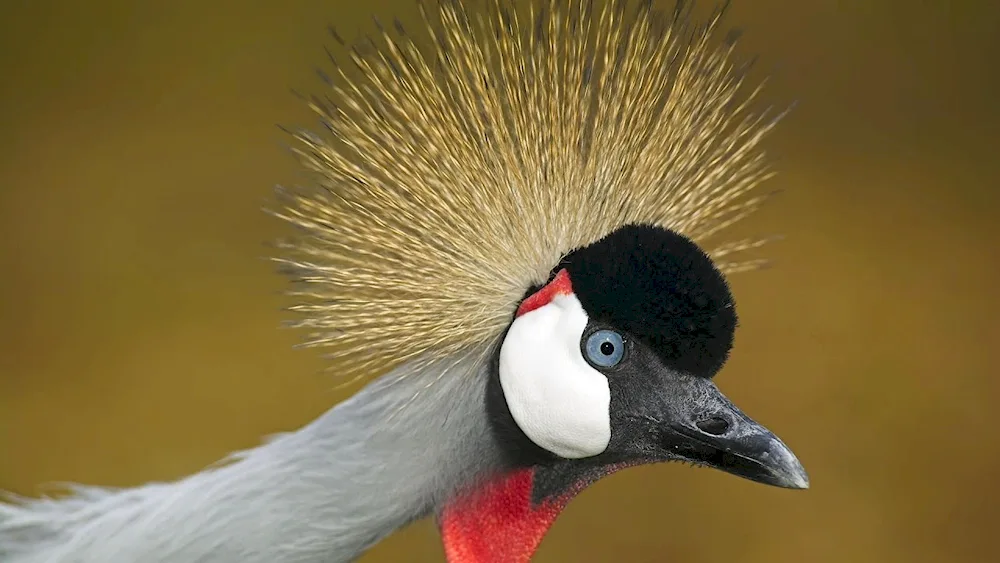 Amazonian crowned crane