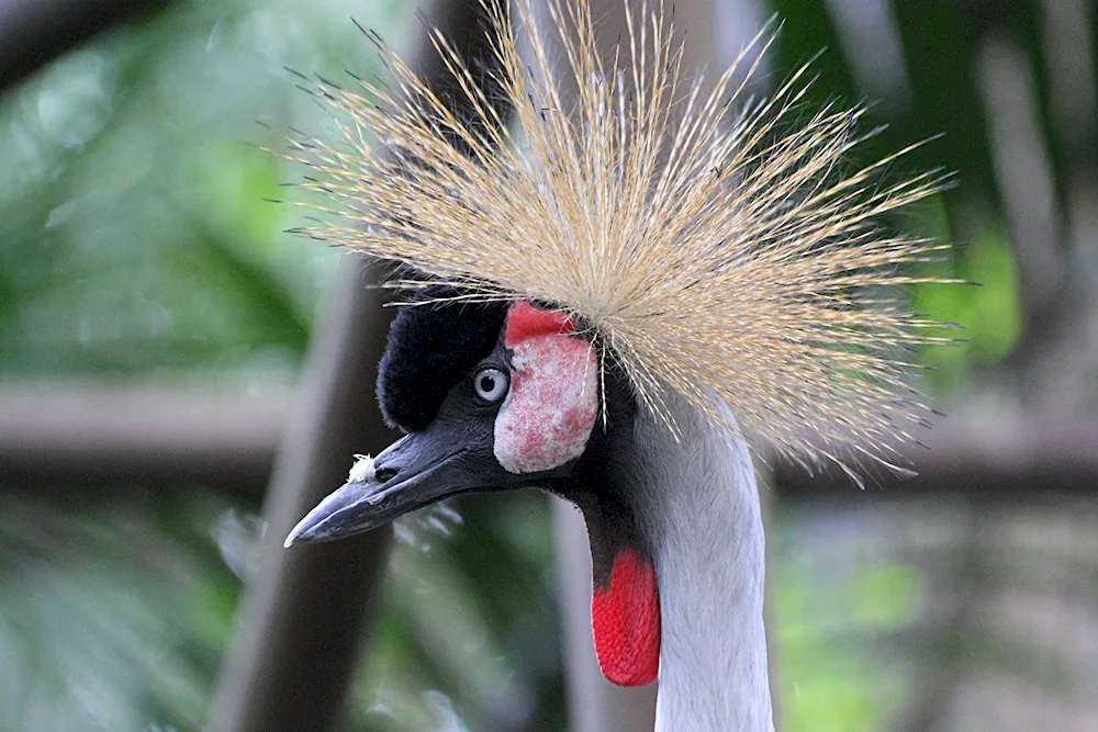Amazonian Crowned Flycatcher