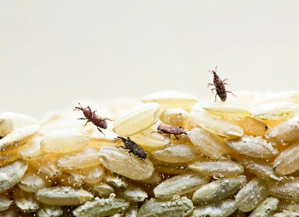 Birch Weevil