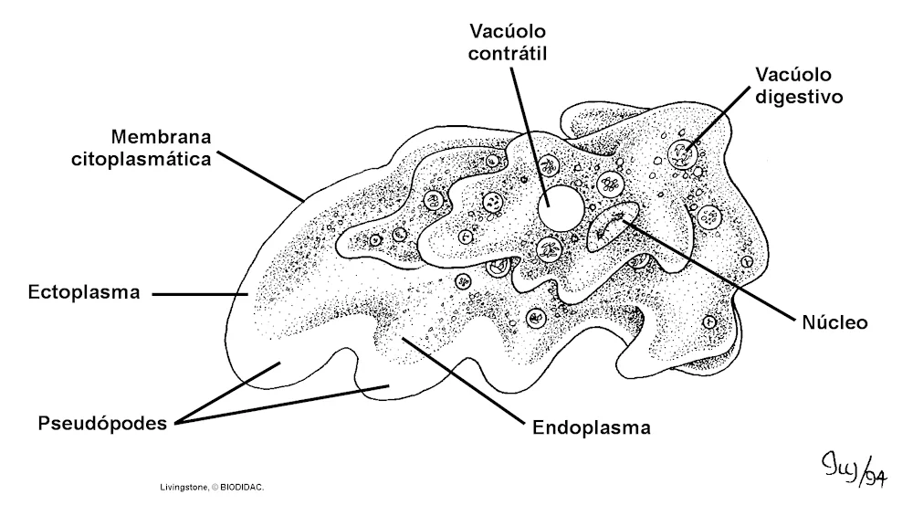 Amoeba