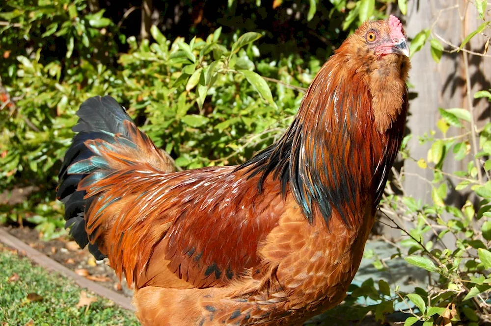 Araucana breed